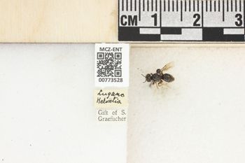 Media type: image;   Entomology 773528 Aspect: Labels